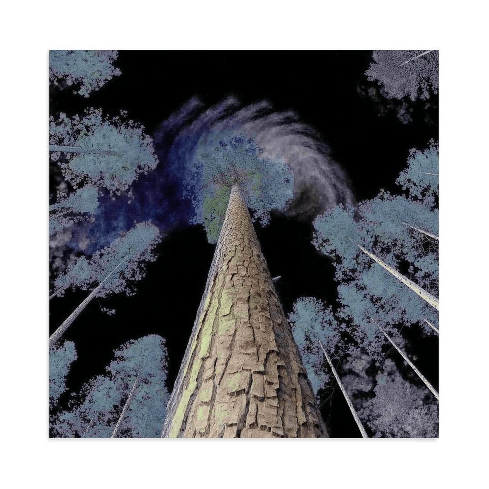 Surreal Forest Canopy Gallery Canvas Print (Square 1:1)